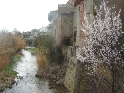 a tree with white flowers next to a river at Gite la Tour in Pépieux