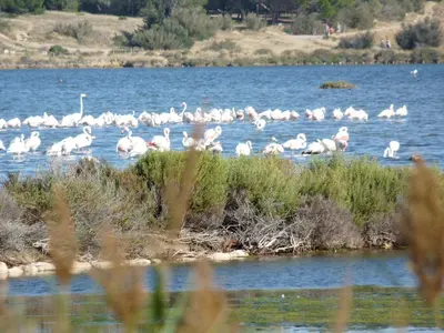 a flock of pink flamingos standing in the water at appartement de la callade in Peyriac-de-Mer