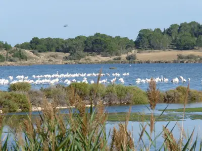 a flock of white birds standing on a body of water at appartement de la callade in Peyriac-de-Mer