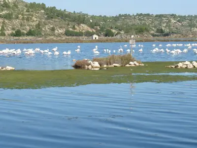a group of white birds standing in the water at appartement de la callade in Peyriac-de-Mer