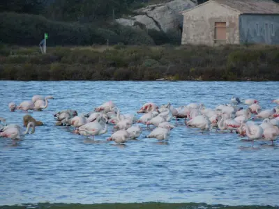 a flock of pink flamingos walking in the water at appartement de la callade in Peyriac-de-Mer