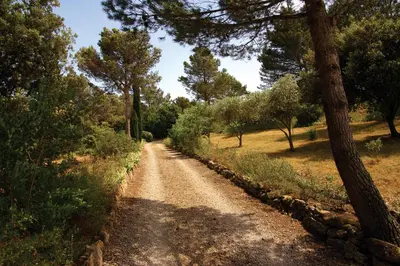 a dirt road in the middle of a field with trees at Le Cers in Ribaute