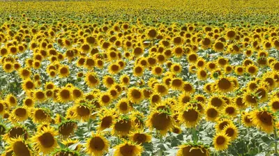 a field of sunflowers on a sunny day at Nature's Pace Holidays in Montmaur