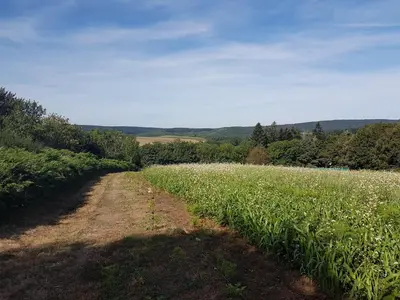 a dirt road through a field of flowers at chez Black and White in Les Martys