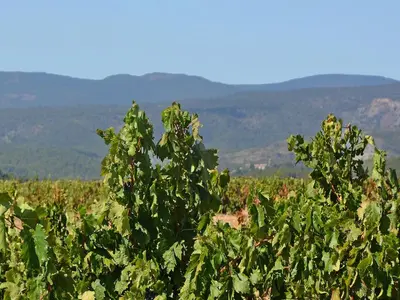 a field of green crops with mountains in the background at Roquebrun Villa with Pool in Roquebrun