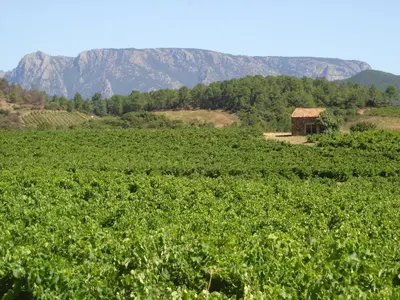 a field of crops with mountains in the background at Tranquil Vineyard Villa, Berlou in Berlou