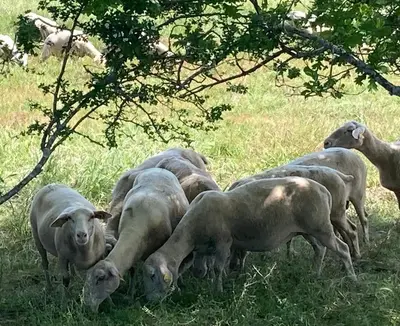 a herd of sheep grazing in a field of grass at Gîte de Genty in Cenne-Monestiès