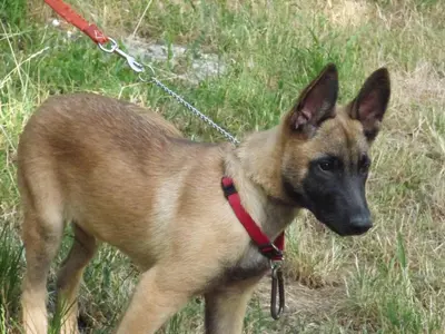 a dog on a leash standing in the grass at Domaine de Malouziès in Fontiers-Cabardès