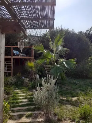 a garden with a palm tree and a pergola at Chambre privée au coeur d'une pinède dans un quartier résidentiel in Lézignan-Corbières