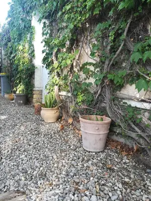 a green plant with yellow flowers on it at agnës in Limoux