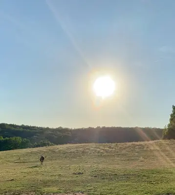 a cow in a field with the sun in the sky at La Meyssonnié in Damiatte