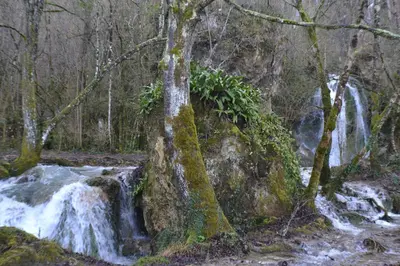 a waterfall in the middle of a forest at Les Divines Cascades in Roquefort-les-Cascades