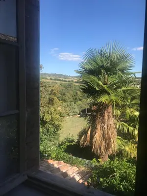 a palm tree seen from a window at Librairie Abelard in Montolieu