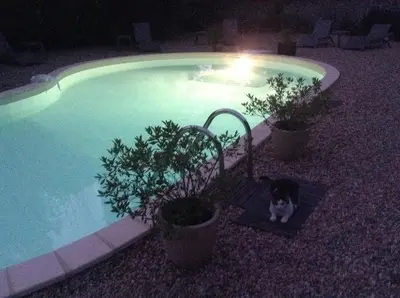 a cat sitting next to a swimming pool at night at Aux Anges Gardiens in Carcassonne