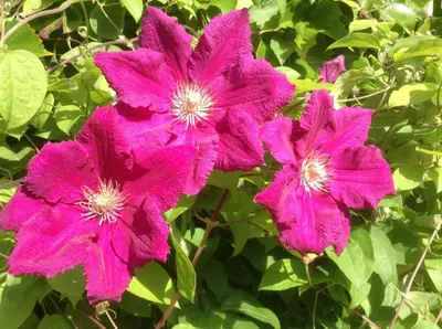 a group of pink flowers on a bush at Aux Anges Gardiens in Carcassonne