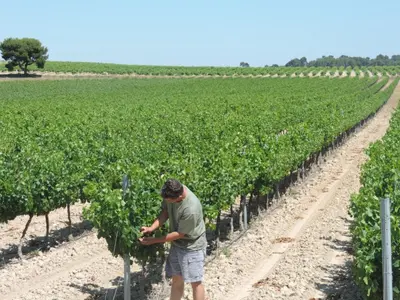 a man standing in a field of vines at Gîtes Le 