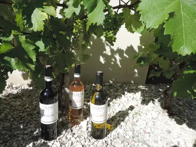 three bottles of wine sitting on rocks under a tree at Gîtes Le 