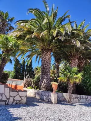 a group of palm trees sitting next to a stone wall at Gite la Capelle près de Sigean Narbonne dans l'Aude à 10 min des plages Méditerranée in Roquefort-des-Corbières