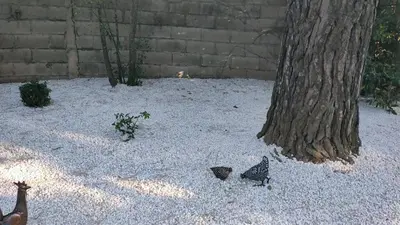 a group of birds standing around a tree at Maison D architecte chez Huguette in Villalier