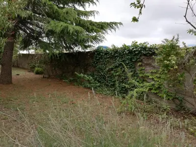 a wall covered in ivy next to a tree at Maison D architecte chez Huguette in Villalier