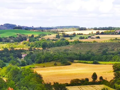 a large field of sunflowers on a hill at Le Wigwam du Fassac in Saint-Julien-du-Puy