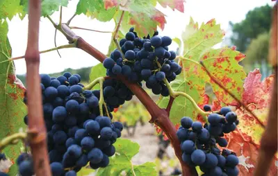 a bunch of grapes hanging from a vine at Nice Home In Cesseras With Wifi in Cesseras
