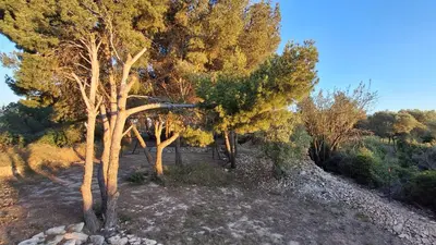 a group of trees standing next to each other at Le Studio des 3 Moulins in Sigean