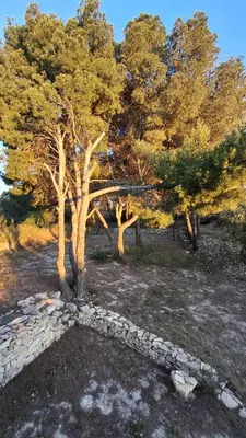 a group of trees in a field with a stone path at Le Studio des 3 Moulins in Sigean
