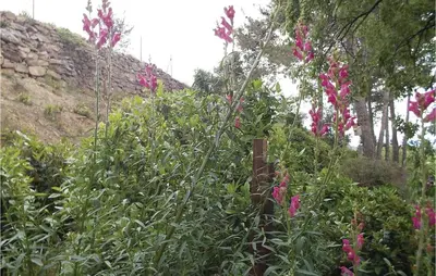 a garden with red flowers and a building at 5 Bedroom Nice Home In Azillanet in Azillanet