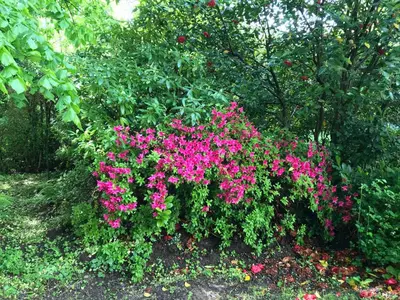 a bush of pink flowers in a garden at Residence le Petit Paradis in Labastide-Rouairoux