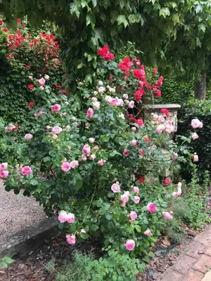 a bush of pink roses growing next to a bench at Residence le Petit Paradis in Labastide-Rouairoux