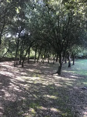 a group of trees in a field with grass at Chambre d'hôte à La maison du petit bois 4 étoiles in Ventenac-Cabardès