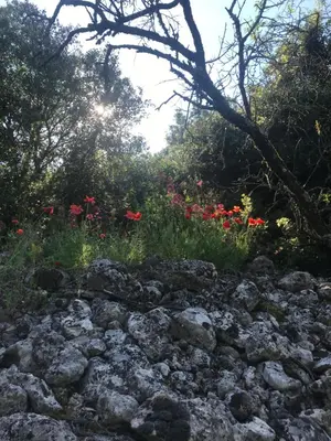 a field of rocks with flowers in the background at Chambre d'hôte à La maison du petit bois 4 étoiles in Ventenac-Cabardès