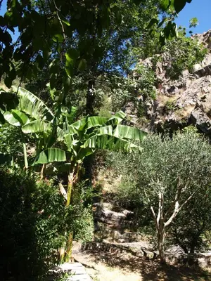 a group of plants and trees on a mountain at La Bergerie et La Grange du Moulin de Trédos in Vélieux
