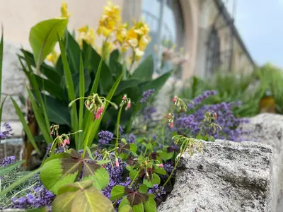 a garden with purple and yellow flowers next to a building at gîtes Studio de tourisme du Domaine Piscine Spa Balnéo in Lescout