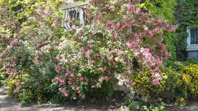 a large bush of flowers in front of a house at La Bergerie in Lagarrigue