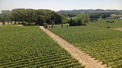 a field of green crops with a bench in the middle at Domaine de la JASSO, Demeure de grand luxe au pied de la Cité de Carcassonne, piscines et parc animalier in Carcassonne