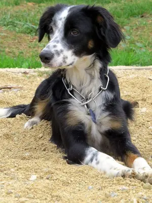 a black and white dog laying in the sand at Infocus-Du-Sud in Soula
