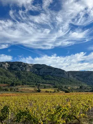 a field of yellow flowers with mountains in the background at Le Sommet in Paziols