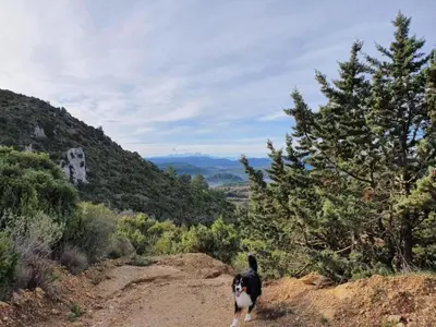 a black and white dog walking on a dirt road at Cozy Escape in Villesèque in Villesèque-des-Corbières