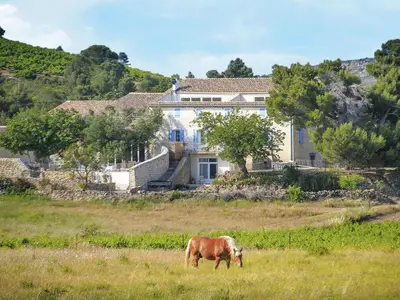 a cow grazing in a field in front of a house at Blissful Stay in Mandourelle in Villesèque-des-Corbières