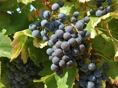 a bunch of grapes hanging from a tree at Serene Family Escape in Villesèque-des-Corbières