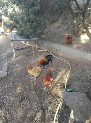 a group of chickens standing next to a bench at Villa tranquille à Montséret avec piscine privée in Montséret