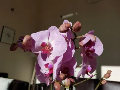 a bunch of purple orchid flowers in a vase at Classy Apartment in Villesèque-des-Corbières with Swimming Pool in Villesèque-des-Corbières