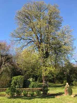 a tree in a yard with a fire hydrant next to it at Residence Le petit paradis - La petite maison in Labastide-Rouairoux