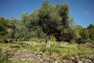 a tree in a field next to a stone wall at L'Arbre à soleil in Aigues-Vives