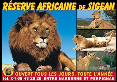 a collage of pictures of a lion and a lion cub at gite echarou Chez Nine in Sigean