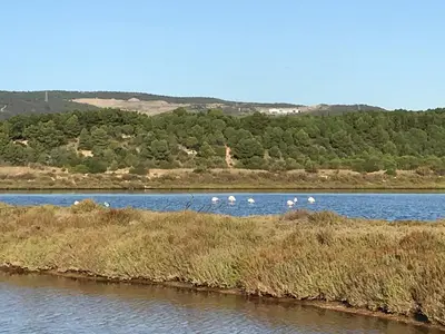 a group of birds on an island in the water at Parenthèse au bord de l’étang in Bages