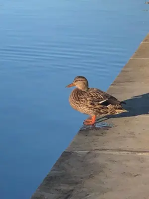a duck standing on the edge of the water at Coup de cœur 4 étoiles en hyper centre, gare immédiate et canal du midi à 2 pas in Castelnaudary
