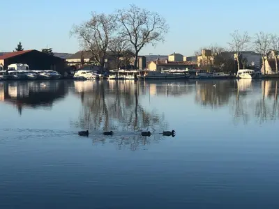 a group of ducks swimming in a large body of water at Coup de cœur 4 étoiles en hyper centre, gare immédiate et canal du midi à 2 pas in Castelnaudary